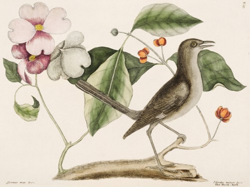 Mock Bird