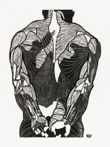 Back muscles