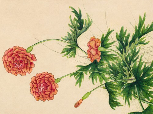 Peony