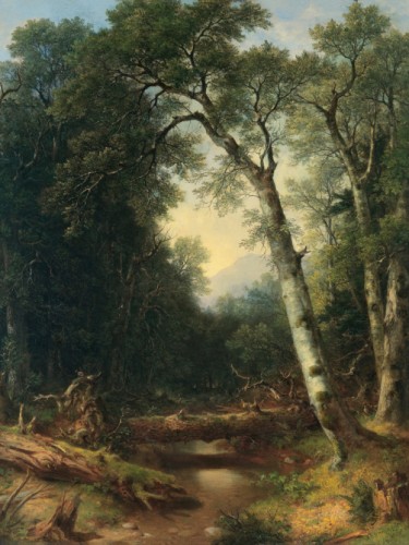 A creek in the woods