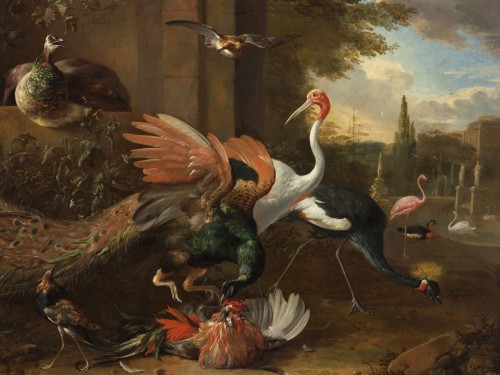 A Peacock Attacking
