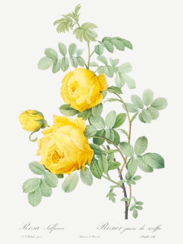 Rosa hemisphaerica