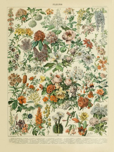 Fleurs