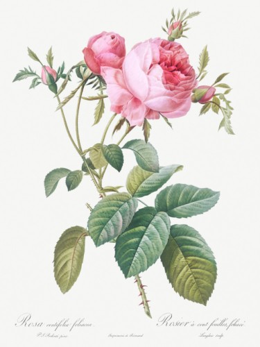 Rose de Mai