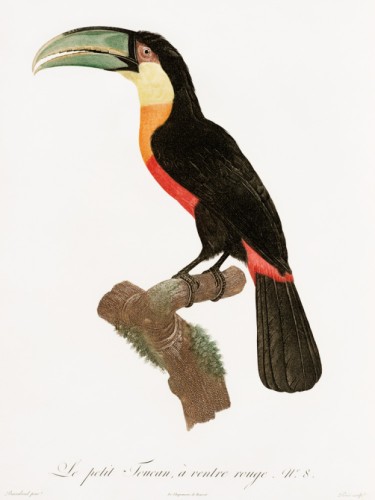 Des Oiseaux de Paradis