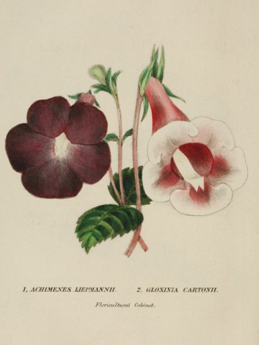 Achimenes Liepmannii, Gloxinia Cartonii