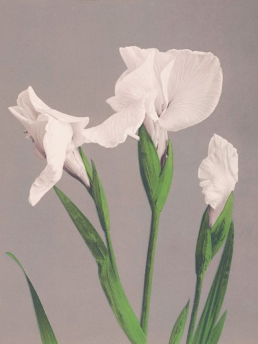 White Irises