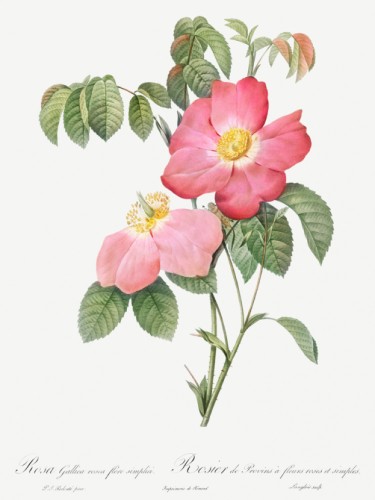 Pink French Rose