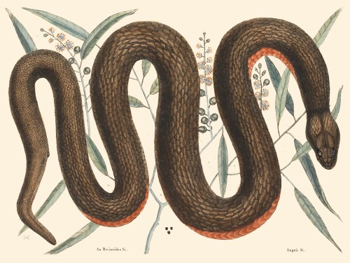 The Copper-Belly Snake
