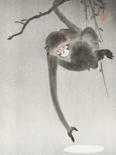 Monkey and reflection of the moon