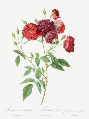 Ternaux Rose