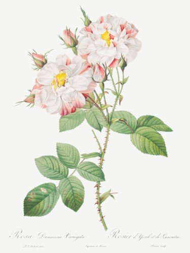 Damask Rose