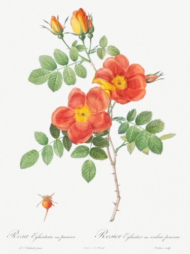 Austrian Copper Rose