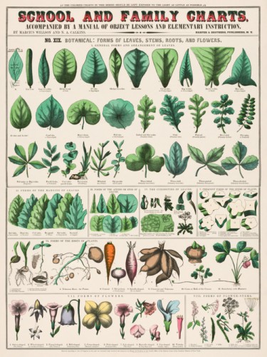 School and family Charts