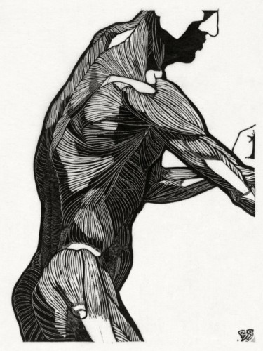 Lateral and arm muscles