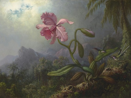 Two Hummingbirds with an Orchid