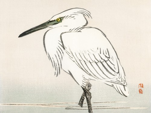 Snowy egret