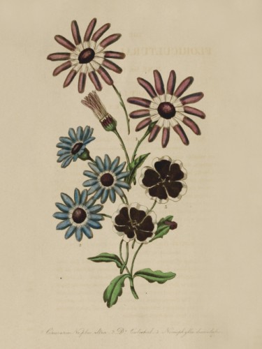 Achimenes Grandiflora, Echites Atropurpurea