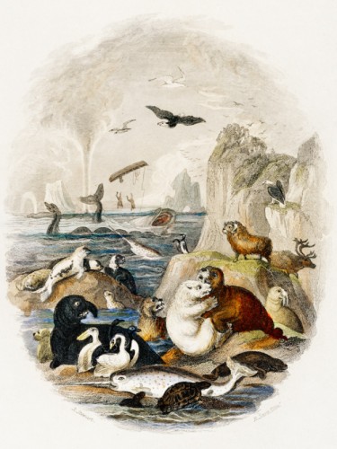 Goldsmith's Animated Nature