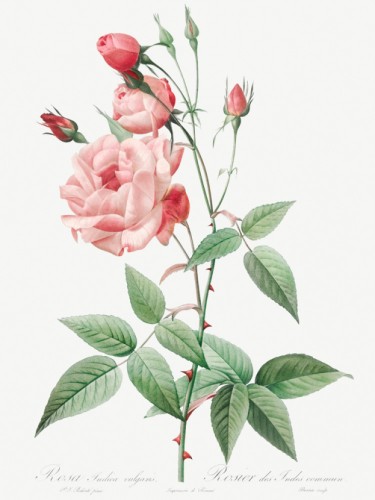 Old Blush China