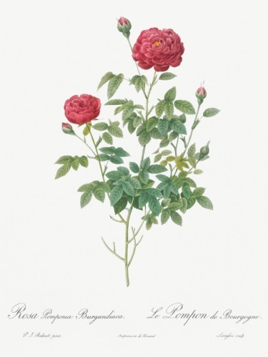 Burgundy Cabbage Rose