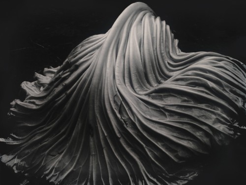 Cabbage Leaf