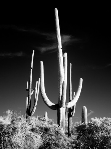 Saguaro Cactus недалеко от Тусона