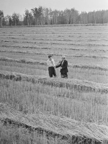Агрономы в поле