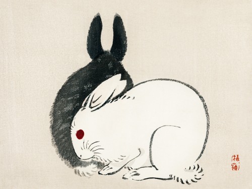 Black and white rabbits