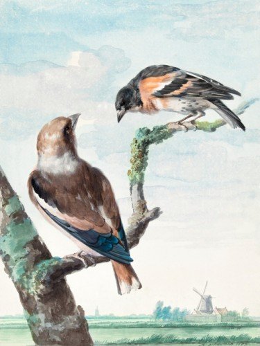 Two birds hawfinch