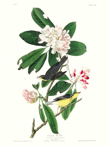 Canada Warbler