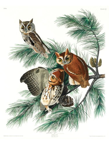 Little Screech Owl
