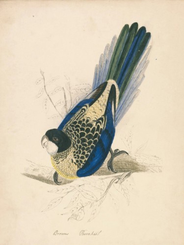 Browns Parakeet