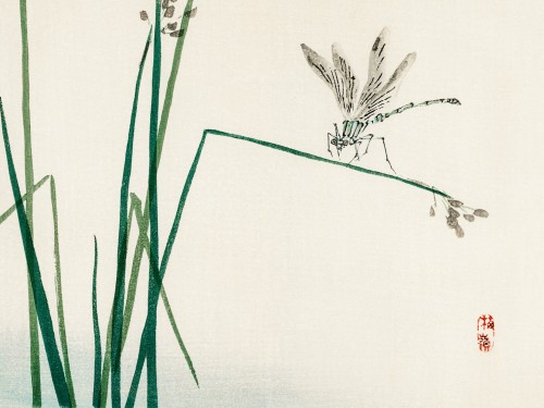 Dragonfly on Bulrush leaf