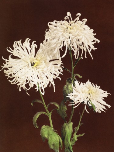 Chrysanthemum