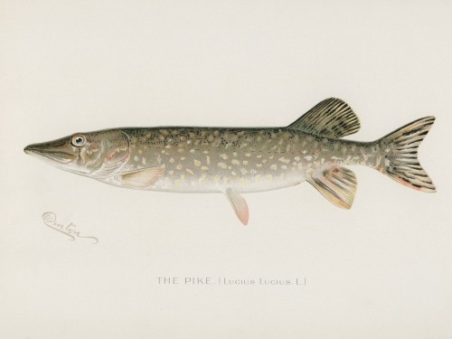 Fish Illustrations