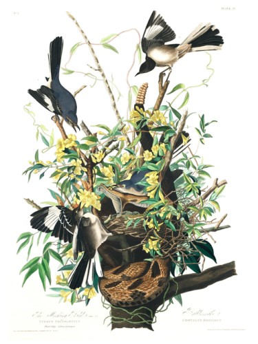 Mocking Bird