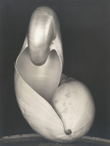 Shell