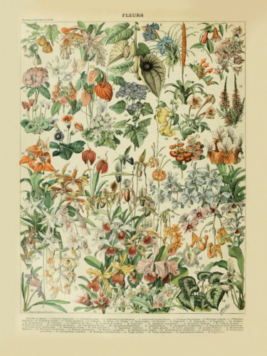 Fleurs