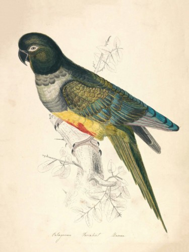 Patagonian Parakeet Macaw