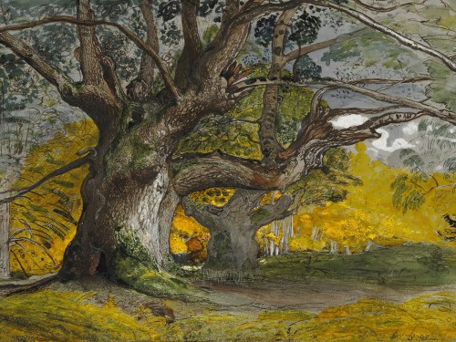 Oak Trees, Lullingstone Park