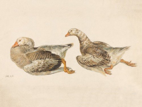 Studies of Geese