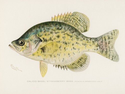 Fish Illustrations