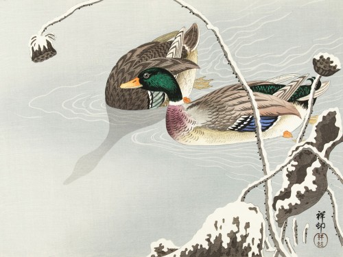 Two Mallards near a Snow-Covered Lotus