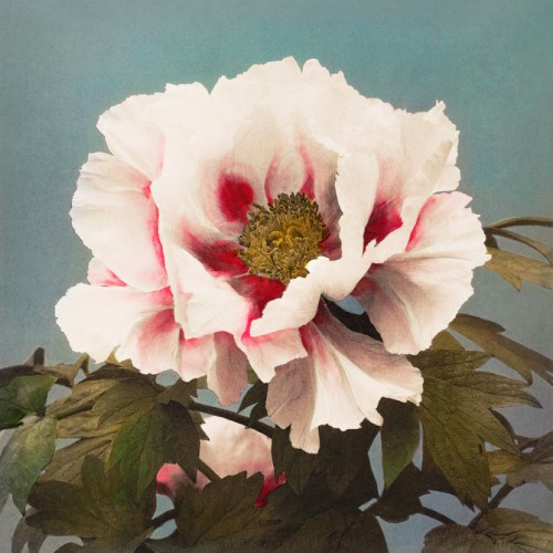 Tree Peony