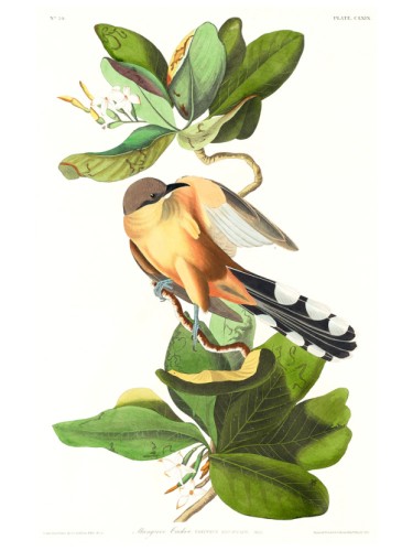 Mangrove Cuckoo