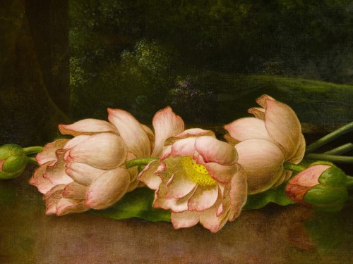 Lotus Flowers A Landscape