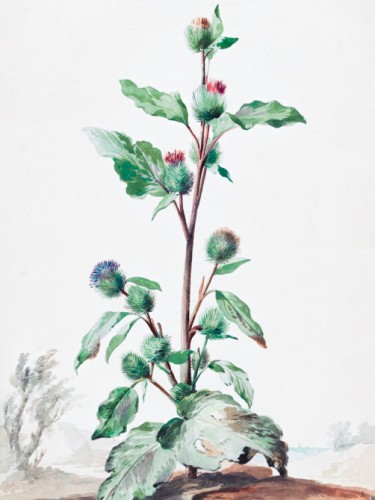 Distel