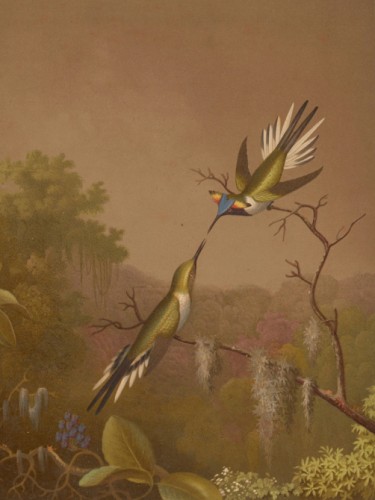 Brazilian Hummingbirds II