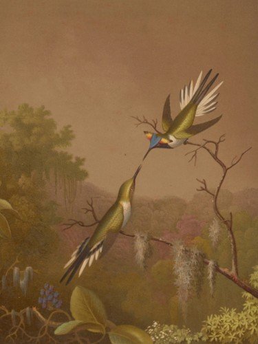 Brazilian Hummingbirds II